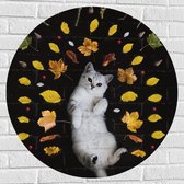 WallClassics - Muursticker Cirkel - Liggende Kat omringt door Blaadjes - 80x80 cm Foto op Muursticker