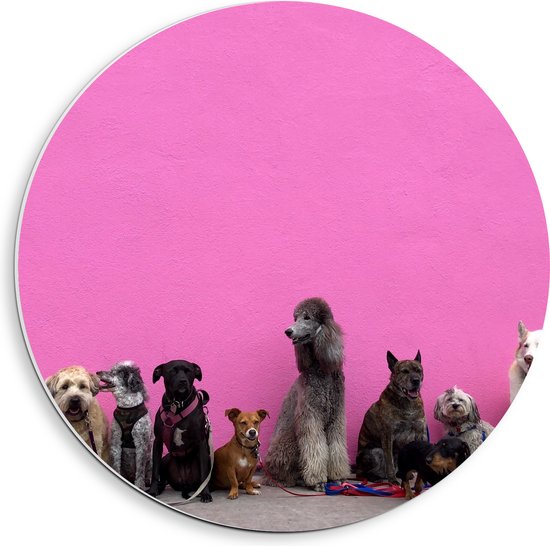 WallClassics - PVC Schuimplaat Muurcirkel - Hondenfamilie tegen Roze Achtergrond - 40x40 cm Foto op Muurcirkel (met ophangsysteem)