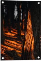 WallClassics - Affiche Jardin – Lumière Oranje en forêt - Photo 40x60 cm sur affiche jardin (décoration murale pour l'extérieur et l'intérieur)