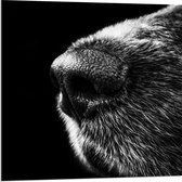 WallClassics - Verre acrylique - Museau de Chiens Zwart et Wit - Photo 80 x 80 cm sur verre acrylique (avec système de suspension)