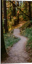 WallClassics - Panneau de mousse PVC - Sentier pédestre en forêt - Photo 50 x 100 cm sur panneau de mousse PVC (avec système de suspension)