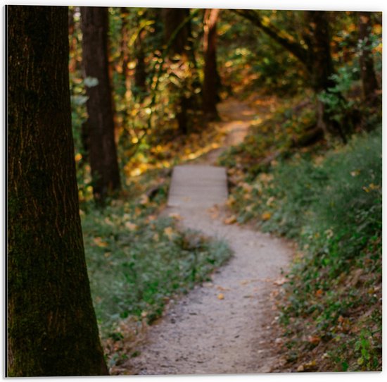 WallClassics - Dibond - Wandelpad in het Bos - 50x50 cm Foto op Aluminium (Wanddecoratie van metaal)