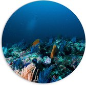 WallClassics - Cercle mural en panneau de mousse PVC - Corail sous Water - 70x70 cm Photo sur cercle mural (avec système d'accrochage)