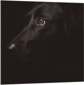 WallClassics - Acrylglas - Zwarte Artistieke Hond - 100x100 cm Foto op Acrylglas (Met Ophangsysteem)