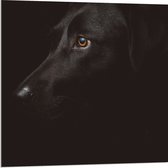 WallClassics - Acrylglas - Zwarte Artistieke Hond - 80x80 cm Foto op Acrylglas (Met Ophangsysteem)