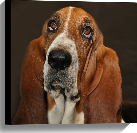 WallClassics - Canvas - Bruine Basset Hond - 40x40 cm Foto op Canvas Schilderij (Wanddecoratie op Canvas)