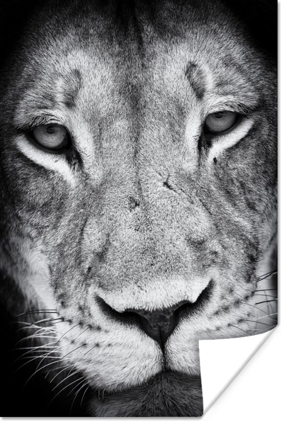 T te de lion profil animal en papier poster noir et blanc 40x60 cm