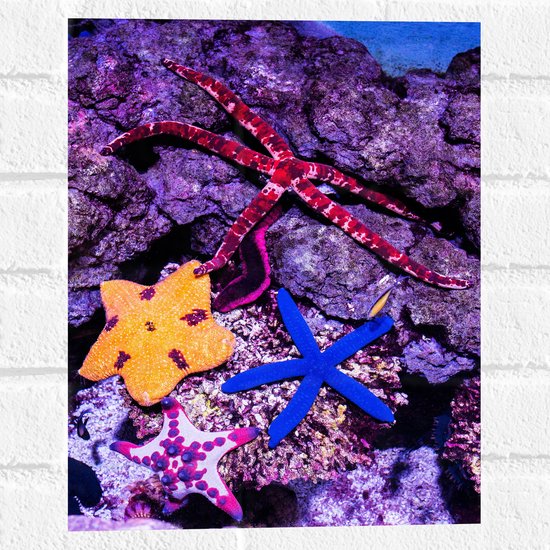 WallClassics - Muursticker - Gekleurde Zee sterren - 30x40 cm Foto op Muursticker