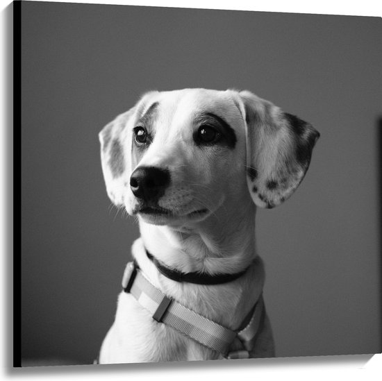 WallClassics - Canvas - Whippet Hond Zwart - Wit - 100x100 cm Foto op Canvas Schilderij (Wanddecoratie op Canvas)