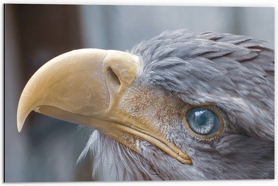 WallClassics - Dibond - Zeearend Vogel van Dichtbij - 60x40 cm Foto op Aluminium (Met Ophangsysteem)