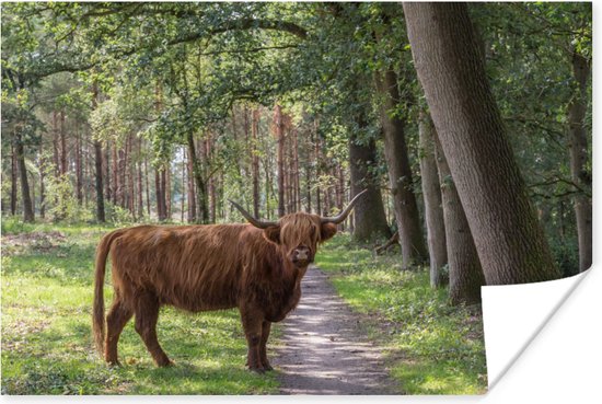 Poster Highlander écossais le long du chemin papier 180x120 cm - Tirage photo sur Poster (décoration murale salon / chambre) / Poster Animaux sauvages XXL / Groot format!