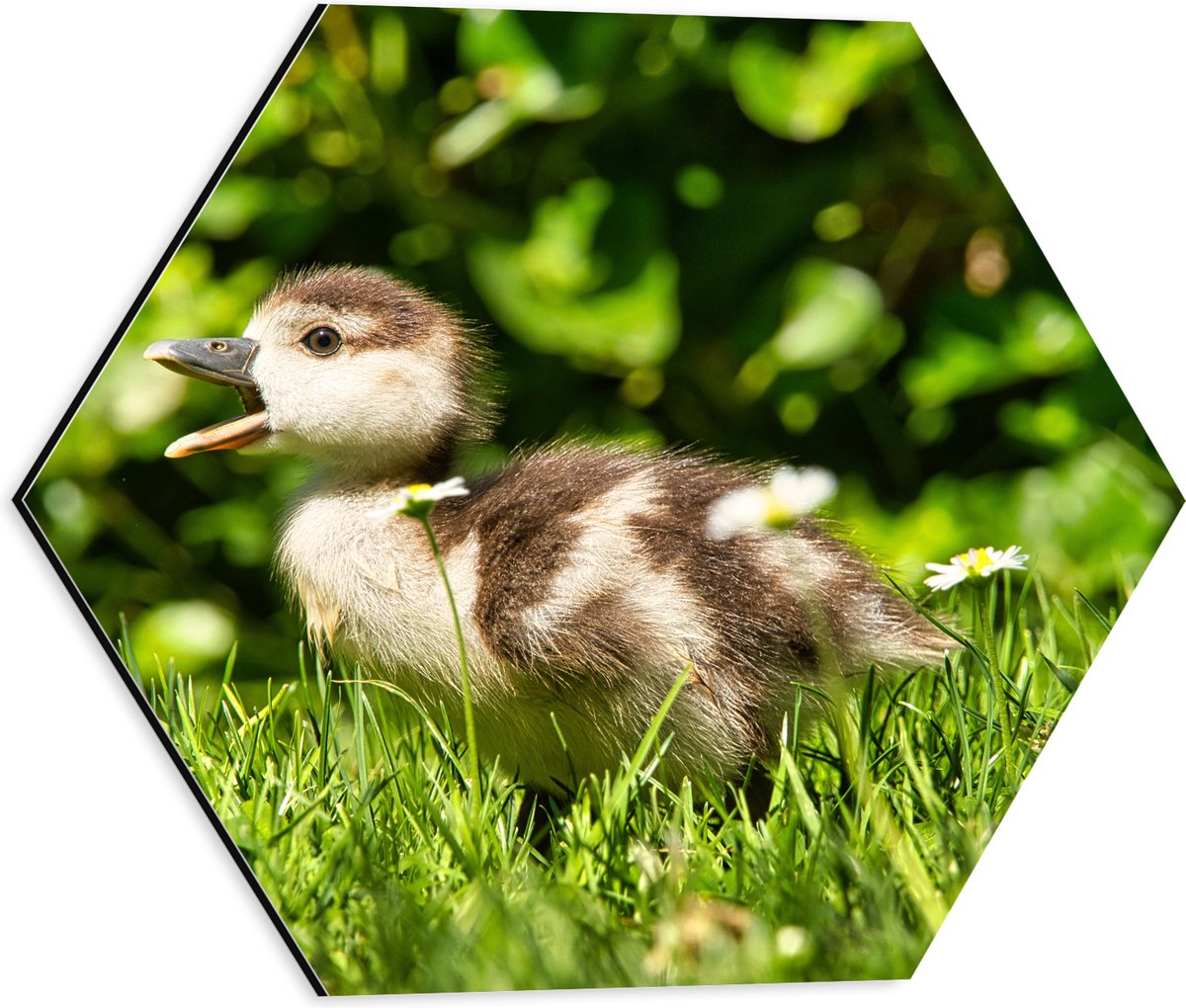 Dibond Hexagon - Baby Eendje in het Gras - 40x34.8 cm Foto op Hexagon (Met Ophangsysteem)