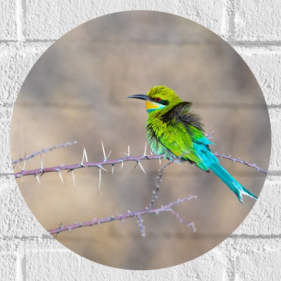 WallClassics - Muursticker Cirkel - Groen Vogeltje op een Tak met Stekels - 30x30 cm Foto op Muursticker
