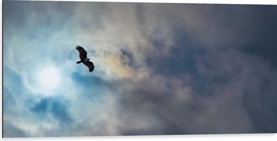 WallClassics - Dibond - Vliegende Roofvogel in de Lucht - 100x50 cm Foto op Aluminium (Met Ophangsysteem)