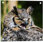 WallClassics - Poster de jardin – Hibou bâillant - 50 x 50 cm Photo sur poster de jardin (décoration murale pour l'extérieur et l'intérieur)