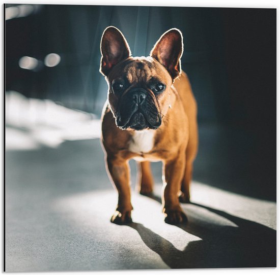 WallClassics - Dibond - Franse Bulldog in het Licht - 50x50 cm Foto op Aluminium (Wanddecoratie van metaal)