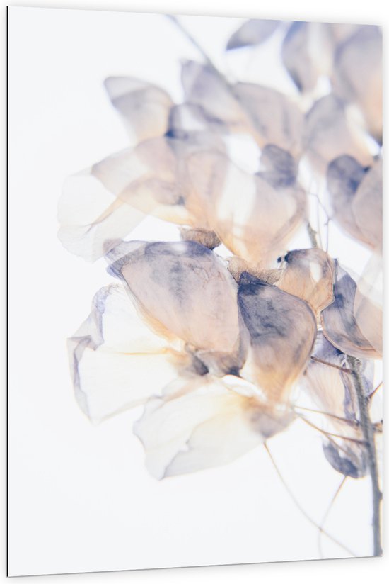 Dibond - Tekening van Paars met Oranje Bloemen tegen Witte Achtergrond - 100x150 cm Foto op Aluminium (Met Ophangsysteem)