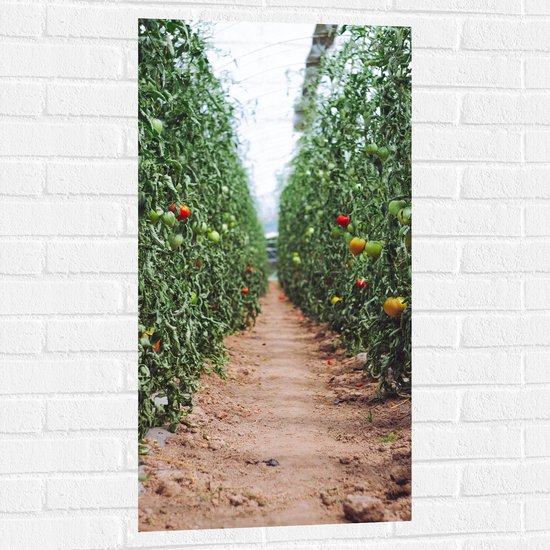 Muursticker - Zand Pad Langs Tomaten Kwekerij - 50x100 cm Foto op Muursticker