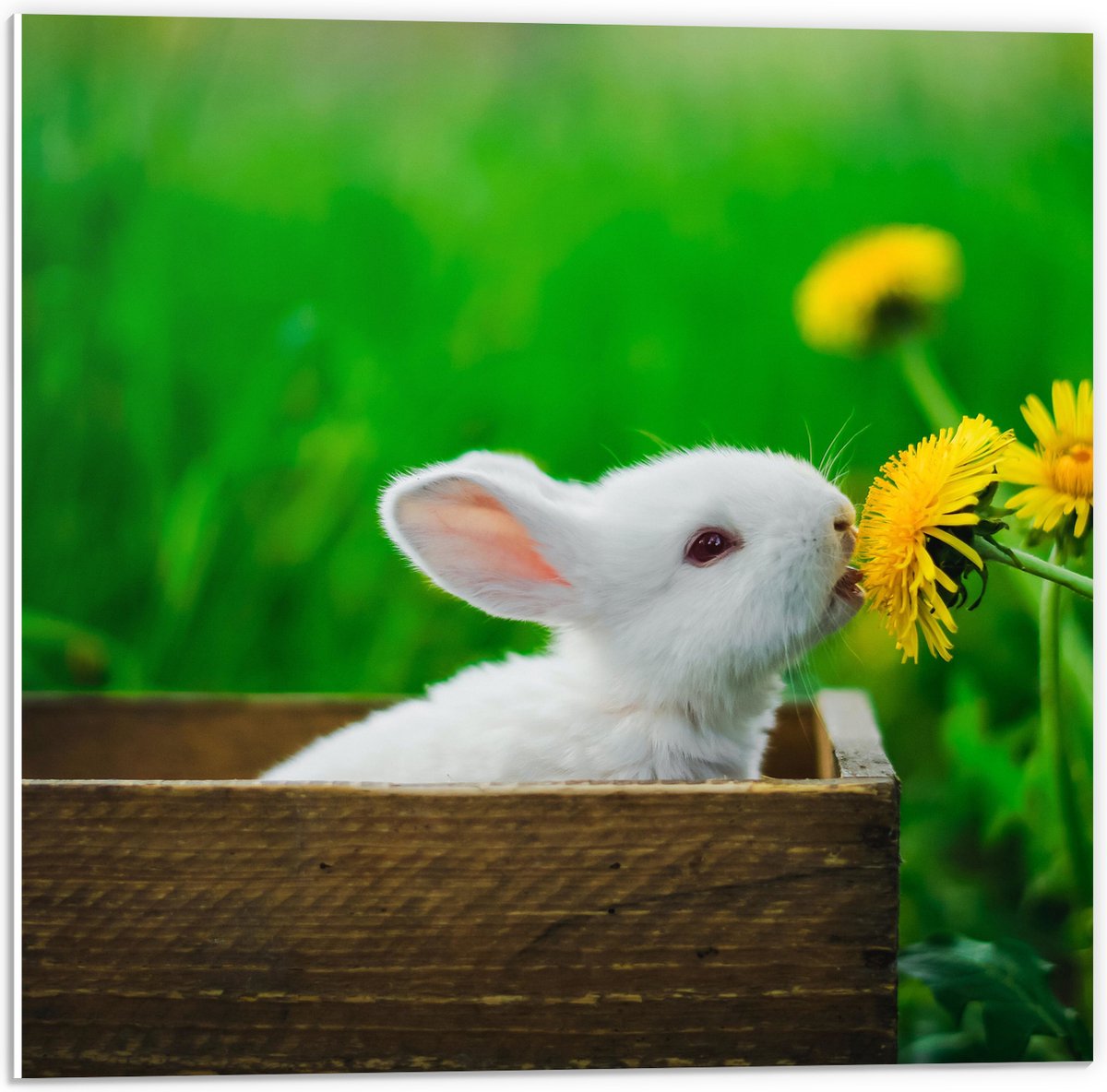 PVC Schuimplaat - Baby Konijntje in Houten Kistje tussen Gele Paardebloemen - 50x50 cm Foto op PVC Schuimplaat (Met Ophangsysteem)
