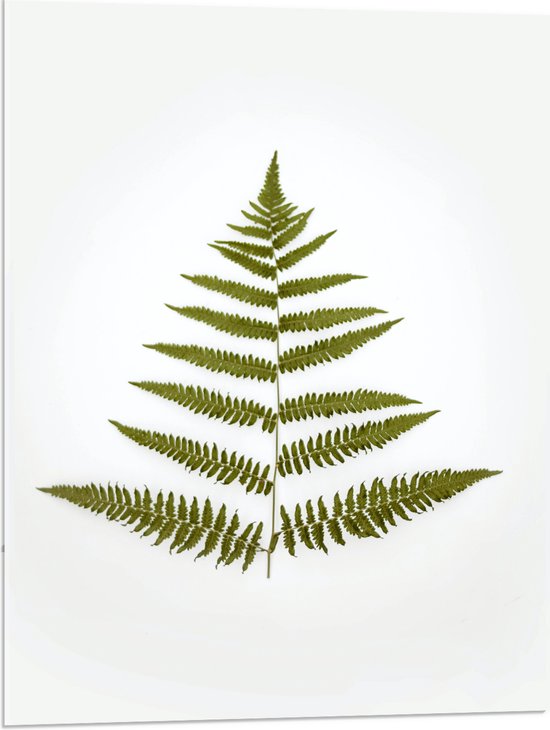 Acrylglas - Smalle Varenplant tegen Witte Achtergrond - 60x80 cm Foto op Acrylglas (Met Ophangsysteem)