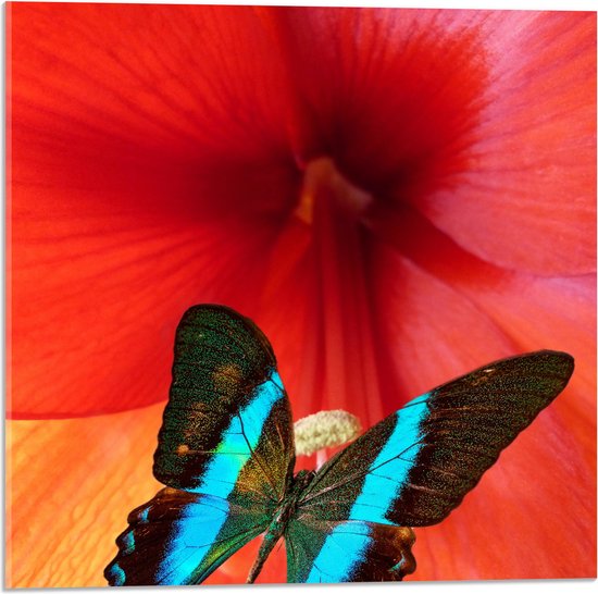 Acrylglas - Blauwe Vleugels van Vlinder tegen Binnenkant van Rode Bloem - 50x50 cm Foto op Acrylglas (Met Ophangsysteem)