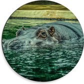 WallClassics - Dibond Muurcirkel - Zwemmend Nijlpaard - 30x30 cm Foto op Aluminium Muurcirkel (met ophangsysteem)
