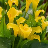 Calla Sunclub® | 1 stuk | Knol | Snijbloem | Geschikt voor in Pot | Geel| Top kwaliteit Calla Knollen | Zantedeschia | Aronskelk