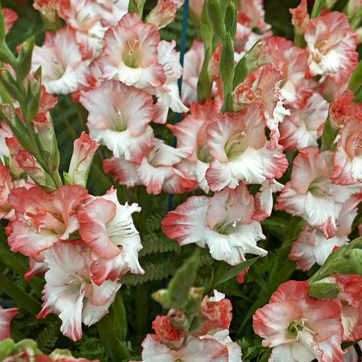 Gladiool Pink Lady | 10 stuks | Knol | Snijbloem | Roze | Wit | Top kwaliteit Gladiolen knollen | Zwaardlelie | 100% Bloeigarantie | QFB Gardening