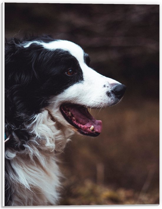 WallClassics - Panneau en mousse PVC - Chien Zwart et Witte avec gueule ouverte - Photo 30x40 cm sur panneau en mousse PVC (avec système de suspension)
