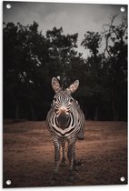 WallClassics - Tuinposter – Zebra in de Bossen - 60x90 cm Foto op Tuinposter (wanddecoratie voor buiten en binnen)