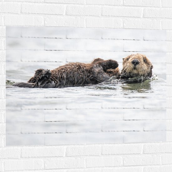WallClassics - Muursticker - Zwemmende Otters in het Water - 100x75 cm Foto op Muursticker