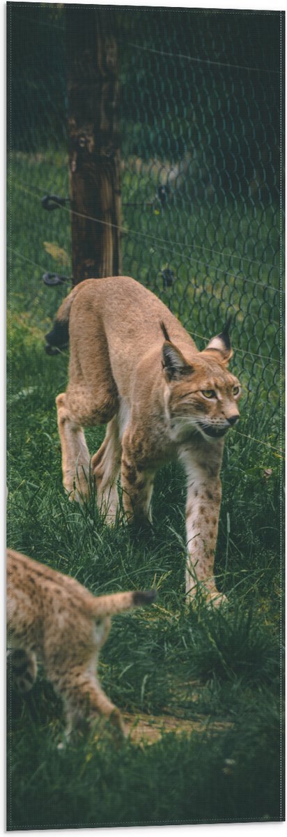Vlag - Baby Lynx met Moeder achter Hek - 30x90 cm Foto op Polyester Vlag