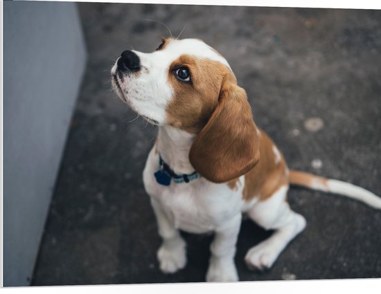 WallClassics - PVC Schuimplaat - Beagle Hond Zittend op de Grond - 100x75 cm Foto op PVC Schuimplaat (Met Ophangsysteem)
