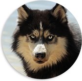 WallClassics - PVC Schuimplaat Muurcirkel - Beige Zwarte Husky - 80x80 cm Foto op Muurcirkel (met ophangsysteem)