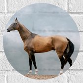 Muursticker Cirkel - Volbloed Akhal-Teke Paard - 30x30 cm Foto op Muursticker