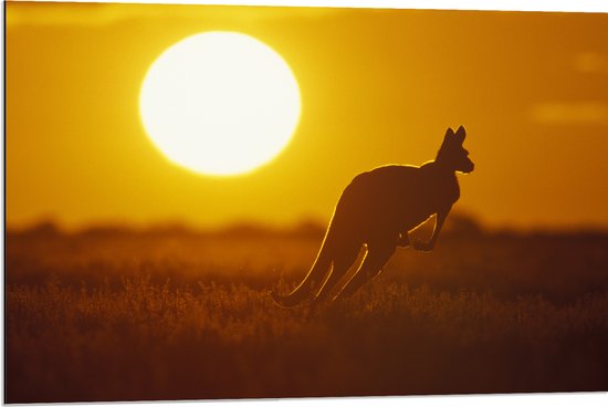 Dibond - Zonsondergang Silhouet van een Kangoeroe - 90x60 cm Foto op Aluminium (Wanddecoratie van metaal)