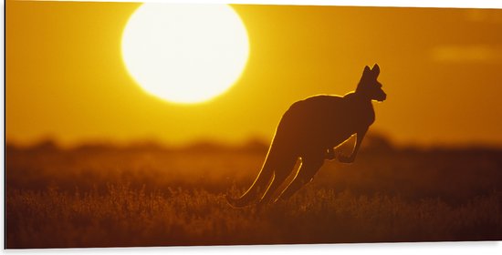 Dibond - Zonsondergang Silhouet van een Kangoeroe - 100x50 cm Foto op Aluminium (Met Ophangsysteem)
