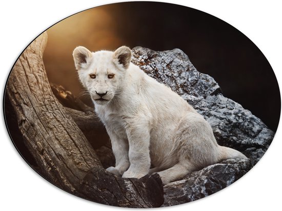 Dibond Ovaal - Zuid-Afrikaans Leeuwen Welpje op een Rots - 56x42 cm Foto op Ovaal (Met Ophangsysteem)