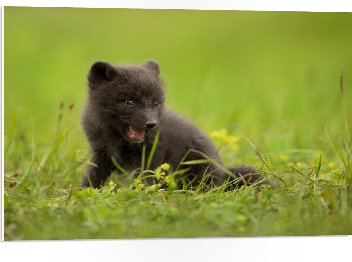 PVC Schuimplaat- Zwarte Baby Vos in het Gras - 75x50 cm Foto op PVC Schuimplaat