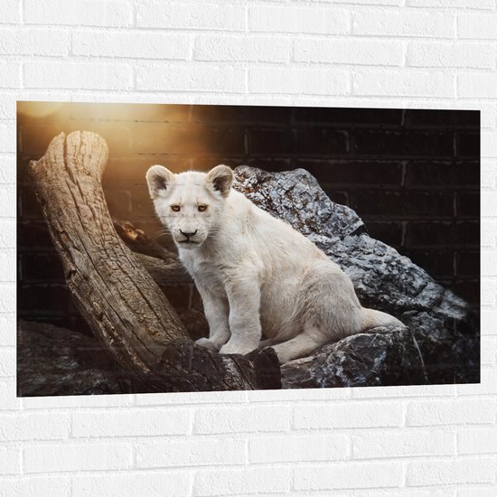 Muursticker - Zuid-Afrikaans Leeuwen Welpje op een Rots - 105x70 cm Foto op Muursticker