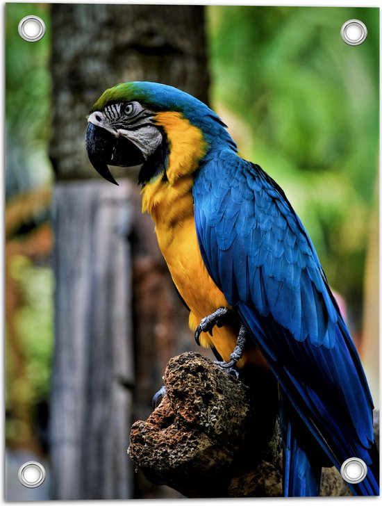 WallClassics - Tuinposter – Blauw met Gele Ara Vogel - 30x40 cm Foto op Tuinposter (wanddecoratie voor buiten en binnen)