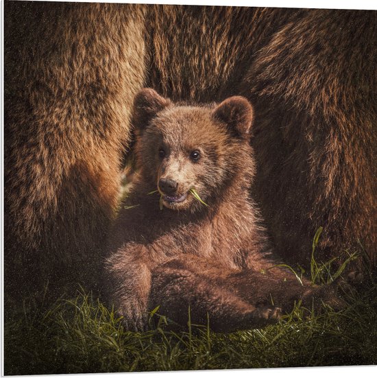 WallClassics - Panneau en mousse PVC - Bébé ours assis dans l'herbe avec sa mère - Photo 80x80 cm sur panneau en mousse PVC (avec système de suspension)