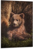 WallClassics - Panneau en mousse PVC – Bébé ours assis dans l'herbe avec sa mère – Photo 80 x 120 cm sur panneau en mousse PVC