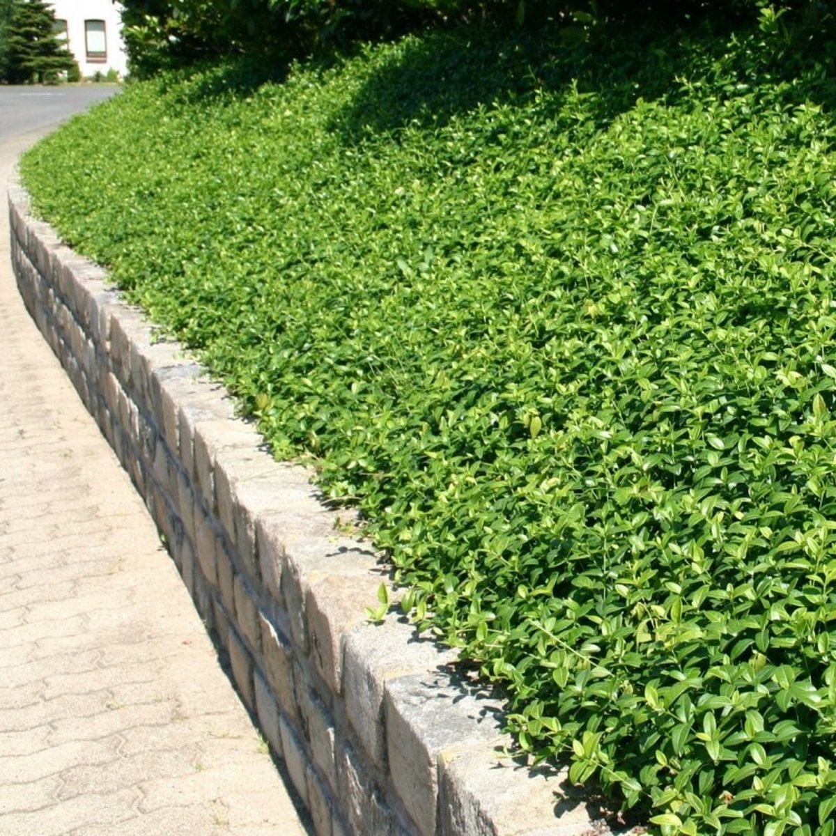 50-x-witte-maagdenpalm-populaire-bodembedekker-wintergroen-vinca