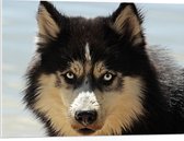 WallClassics - PVC Schuimplaat - Beige Zwarte Husky - 80x60 cm Foto op PVC Schuimplaat (Met Ophangsysteem)