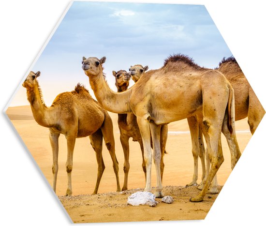 PVC Schuimplaat Hexagon - Wilde Kamelen in de Woestijn - 40x34.8 cm Foto op Hexagon (Met Ophangsysteem)