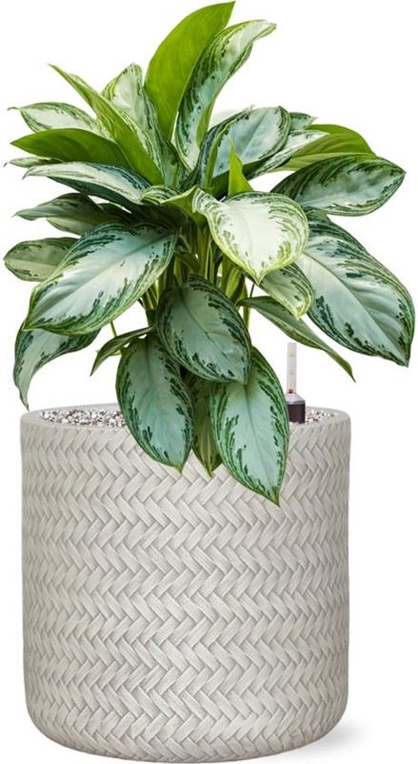 Titania - Horquillas de pelo, 7 cm, doradas, 20 uds