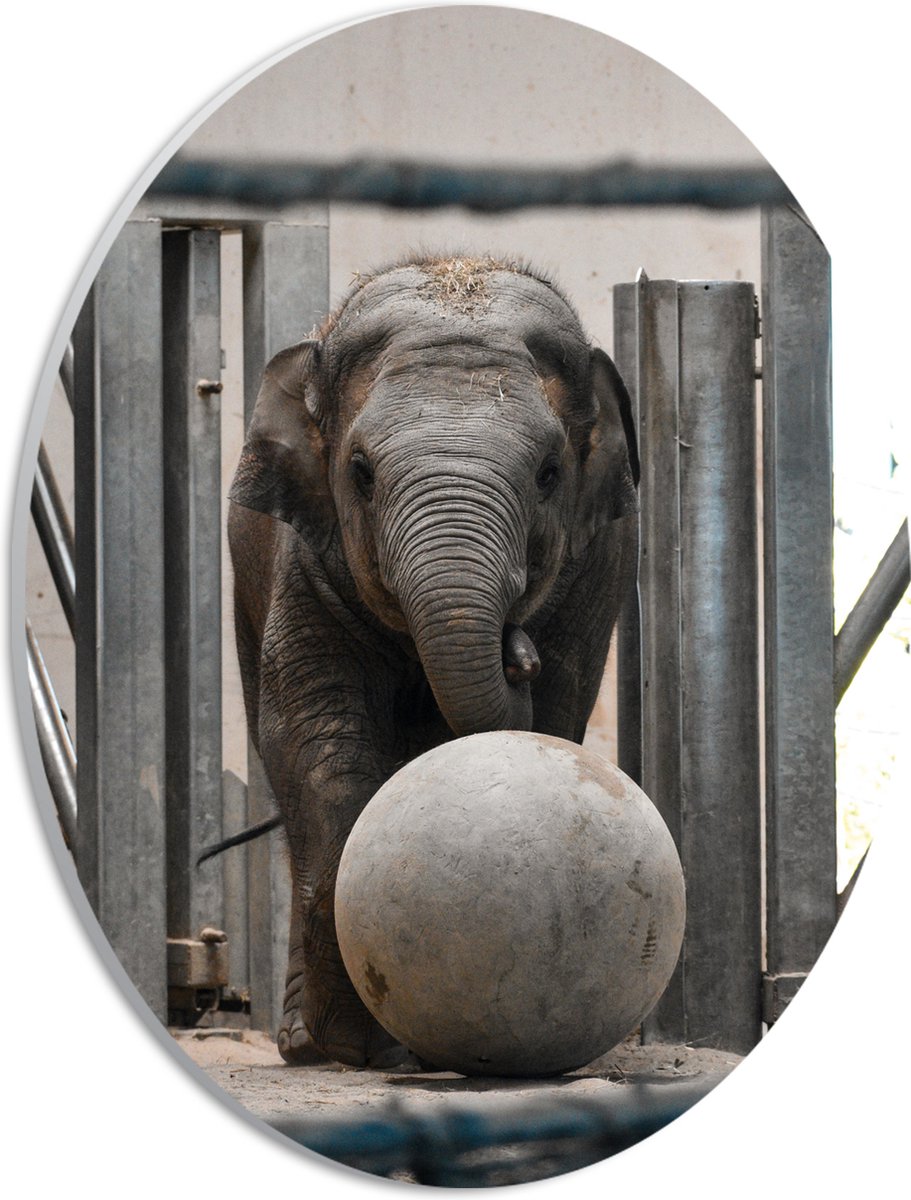 PVC Schuimplaat Ovaal - Baby Olifant met een Bal - 21x28 cm Foto op Ovaal (Met Ophangsysteem)