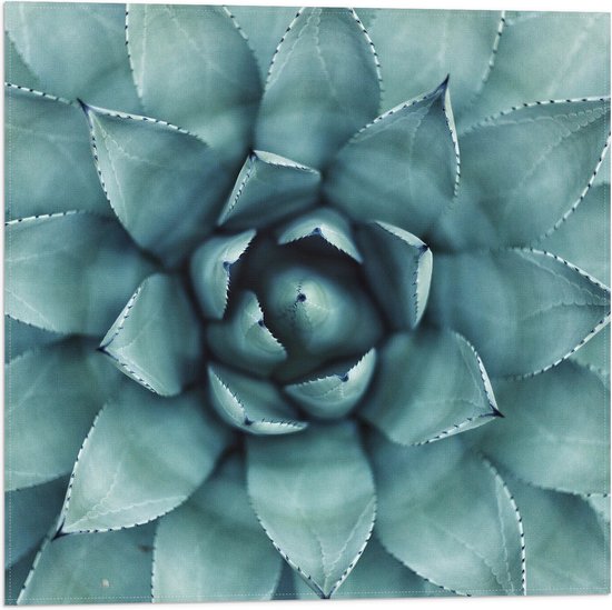 WallClassics - Drapeau - Plante Aloë Vera en gros plan - Photo 50x50 cm sur drapeau en polyester