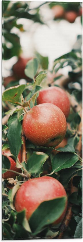 WallClassics - Vlag - Appels in de Boom - 20x60 cm Foto op Polyester Vlag